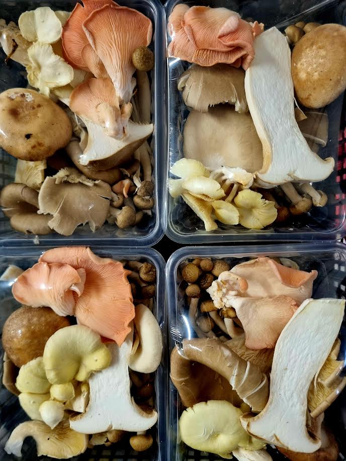 Mixed Exotic Mushroom