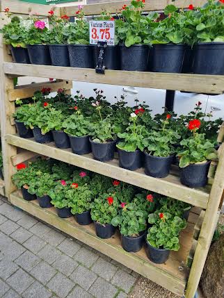 Geraniums
