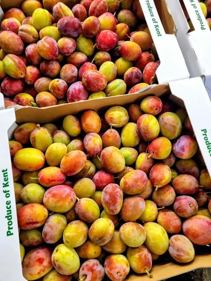 Local English Victoria Plums