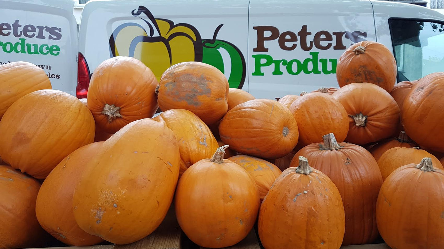 Medium Sized Pumpkins