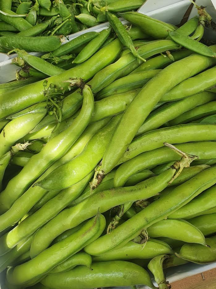 Broad Beans