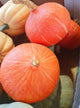 Onion Squash
