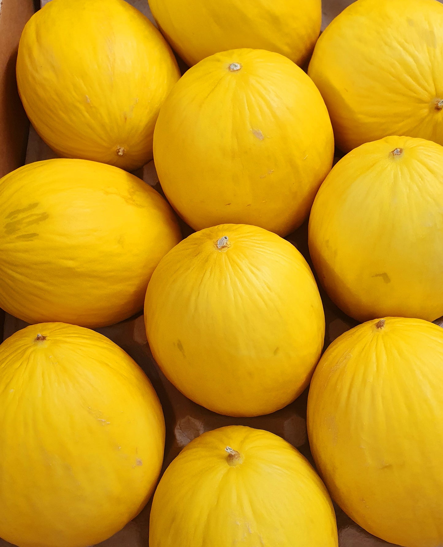 Honeydew Melon
