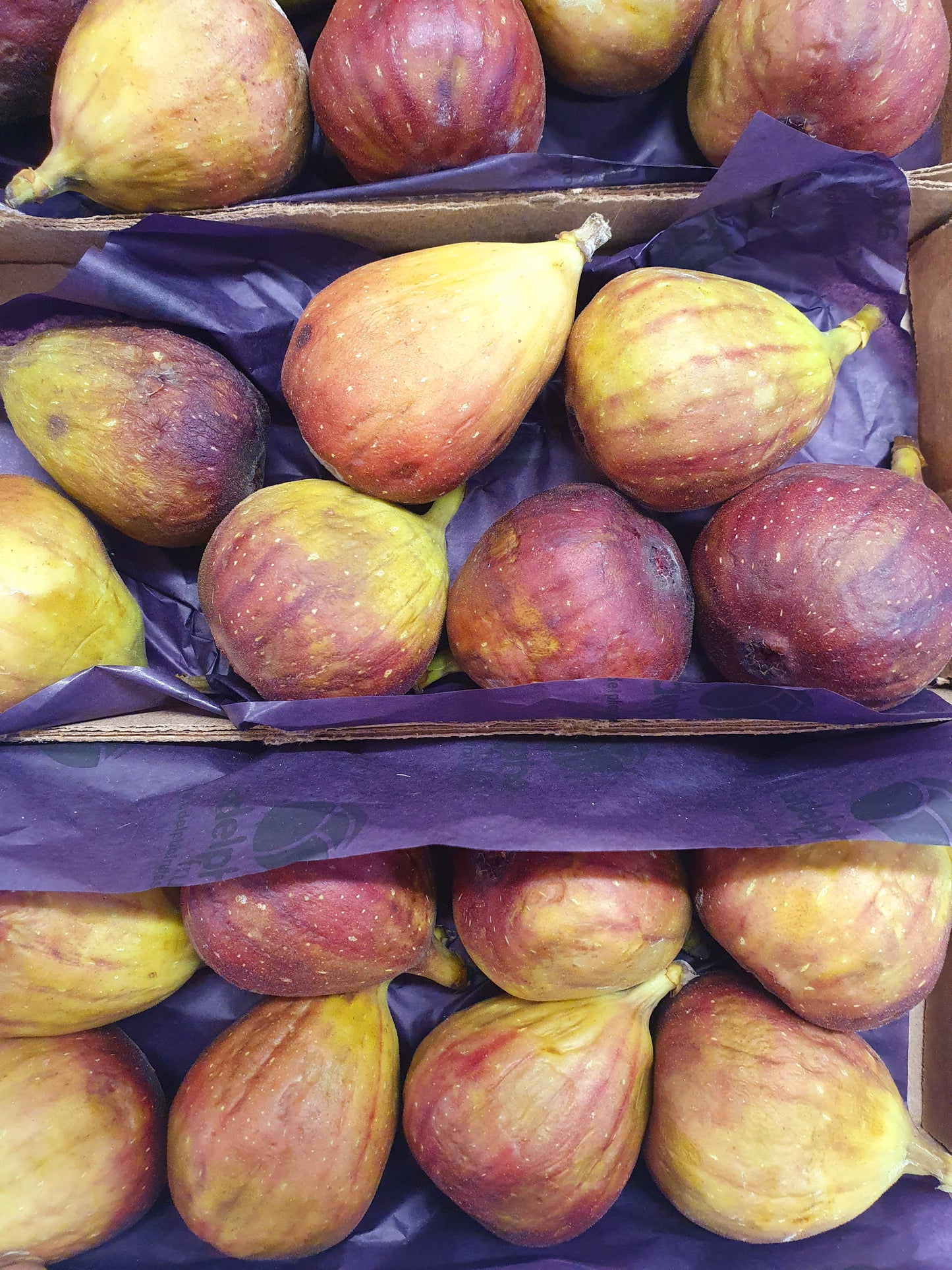 Fresh Figs