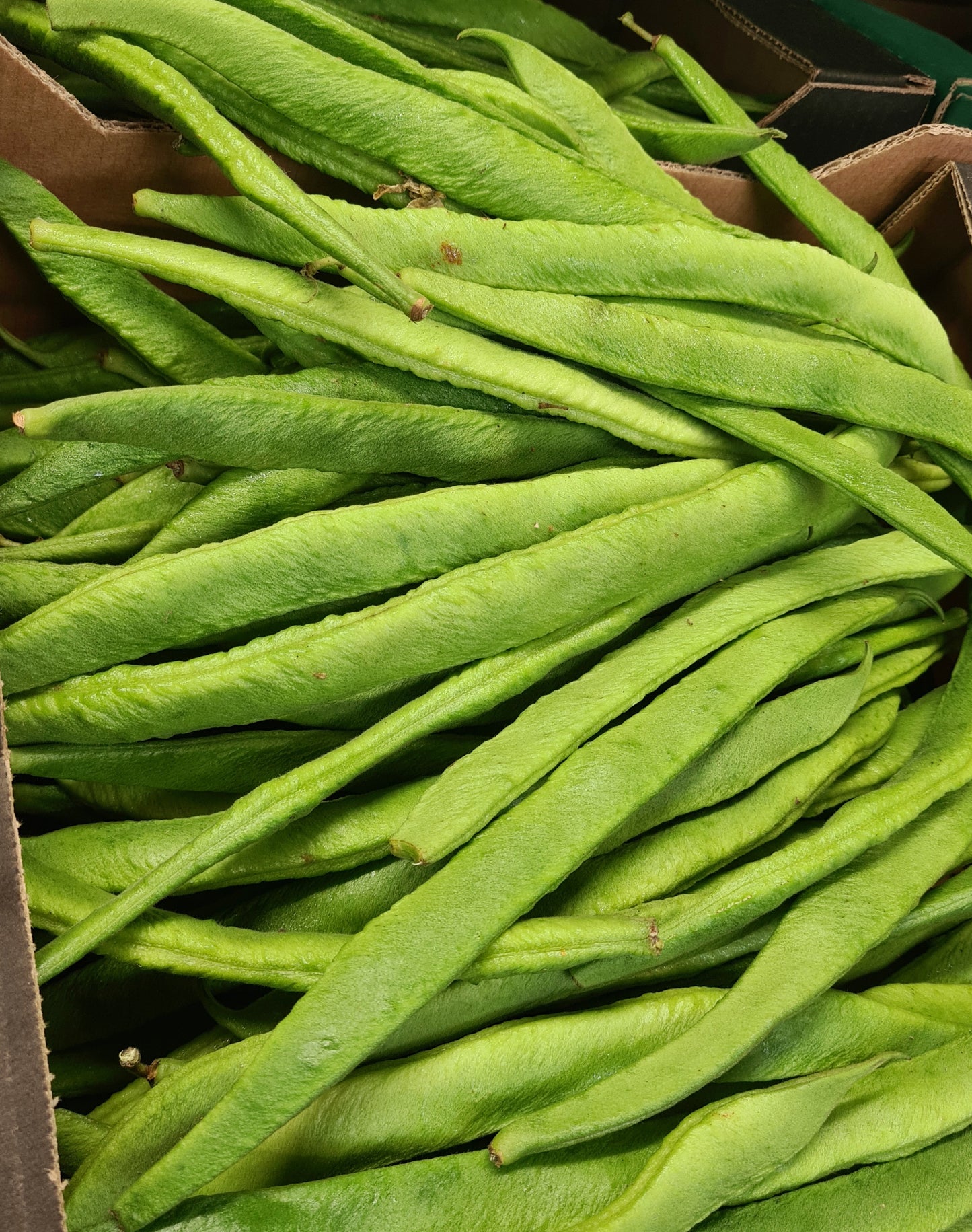 Runner Beans