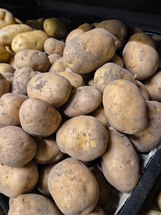 Unwashed White Signitta Potatoes