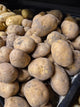Unwashed White Signitta Potatoes