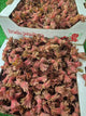 Purple Kent Cobnuts