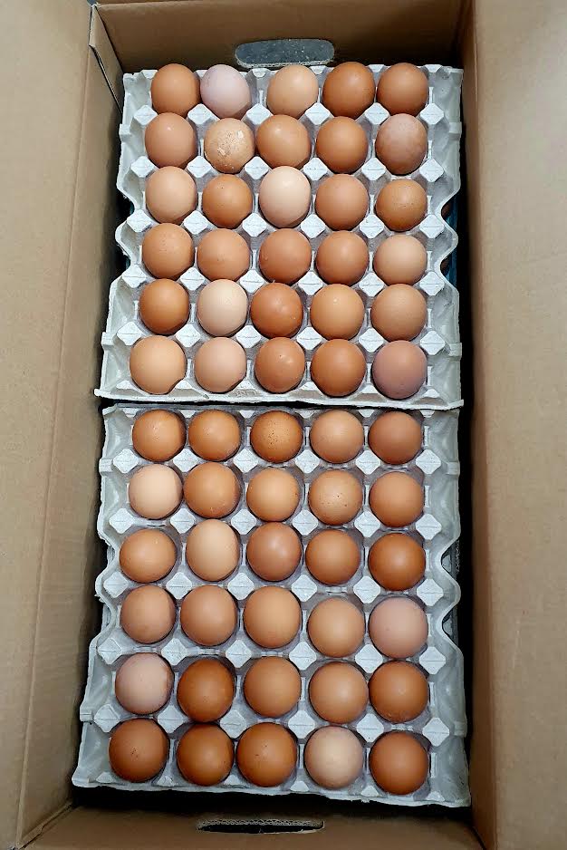 Medium Eggs x30