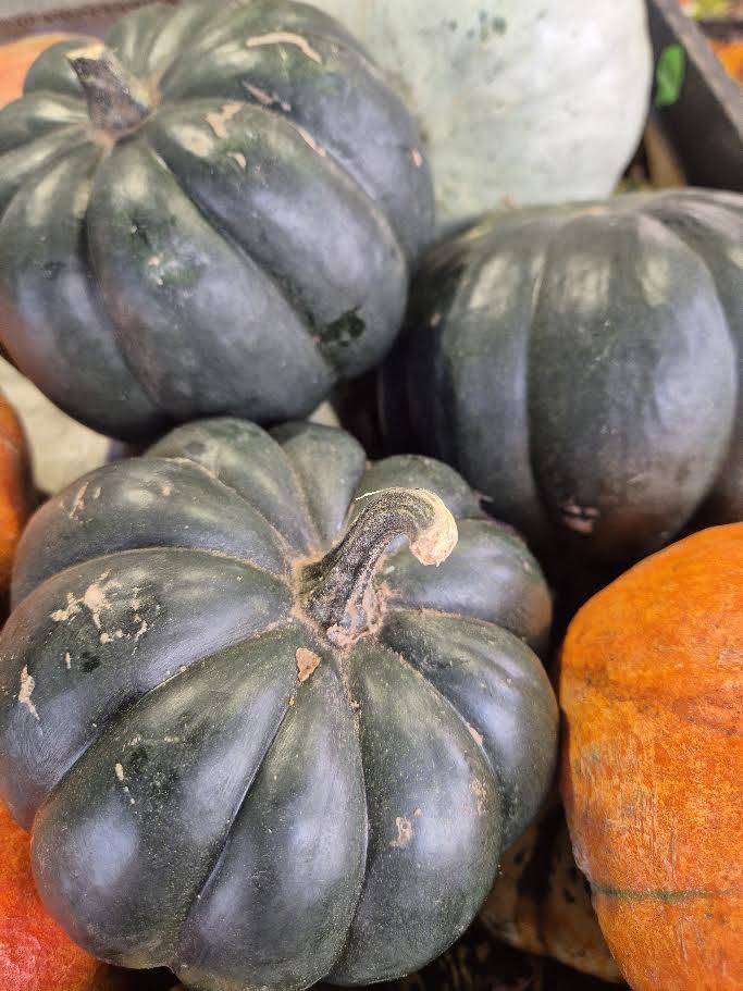 Organic Black Kat Squash