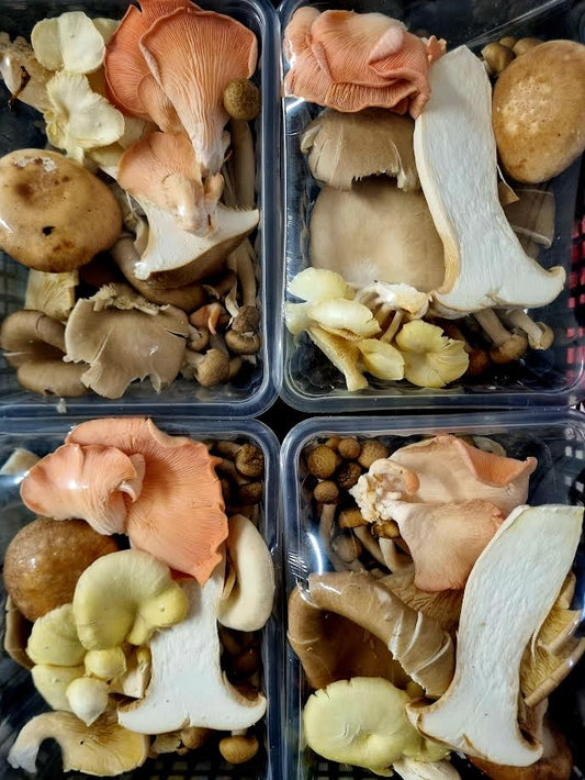 Mixed Exotic Mushroom