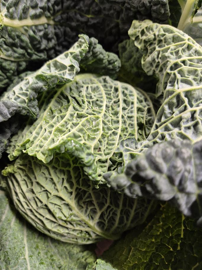 Savoy Cabbage