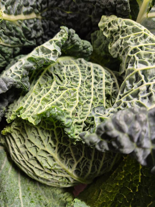 Savoy Cabbage