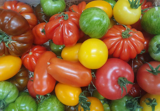 Heritage Tomatoes