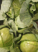Green Cabbage