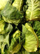 Pointed Green Cabbage