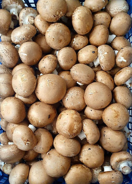 Chestnut Mushrooms Tray