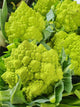 Romanescu Cauliflower