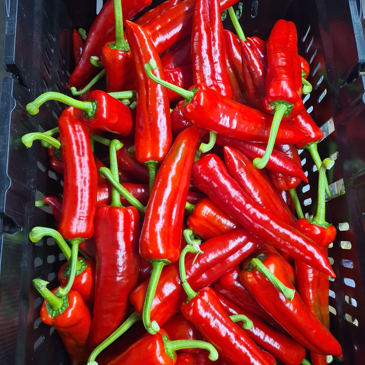 Pointed Romano Peppers