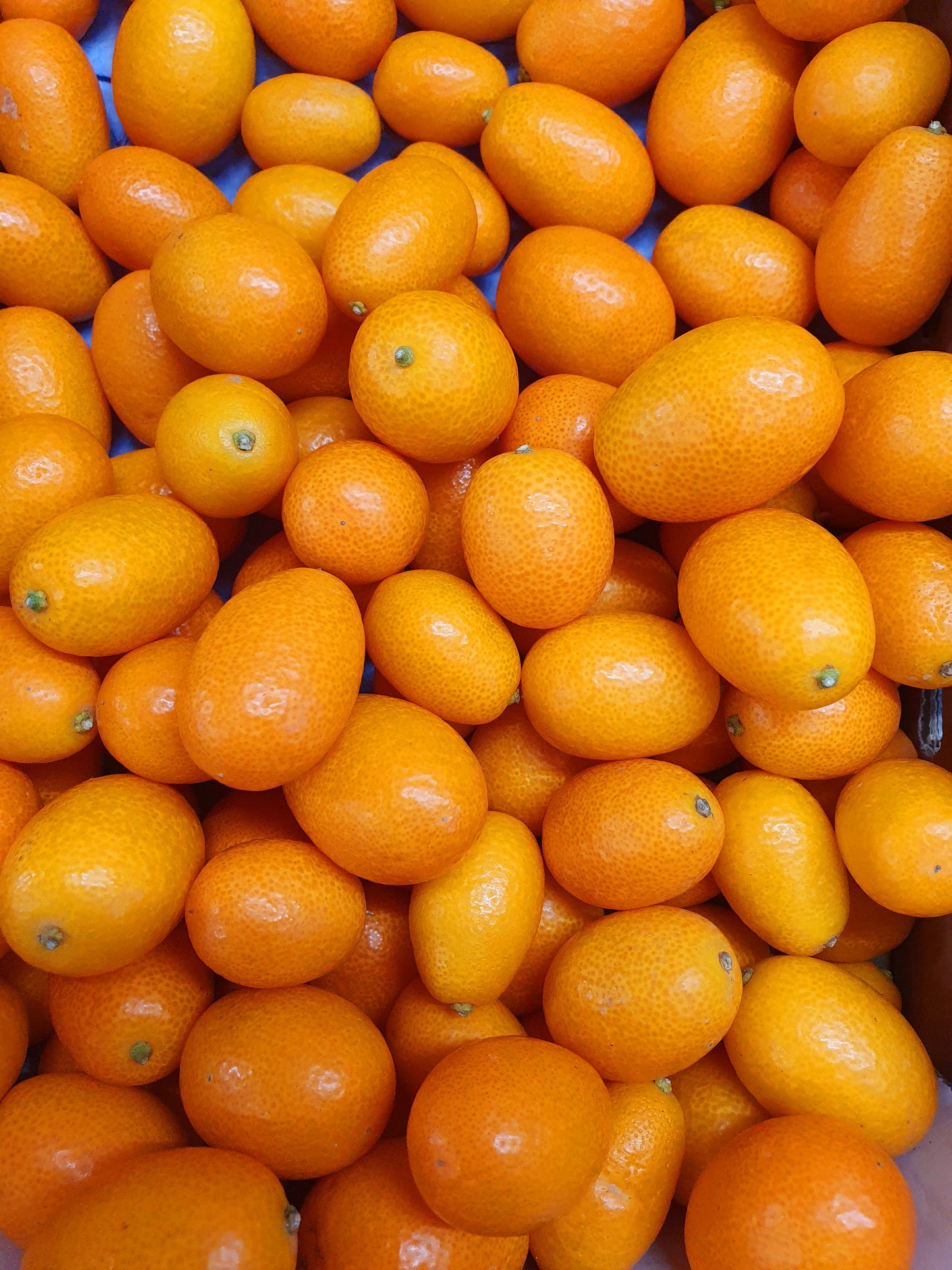 Kumquat