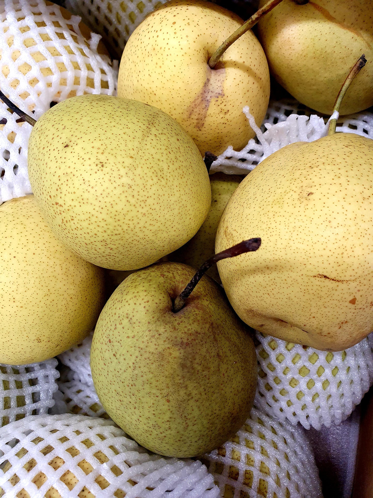 Nashi Pear