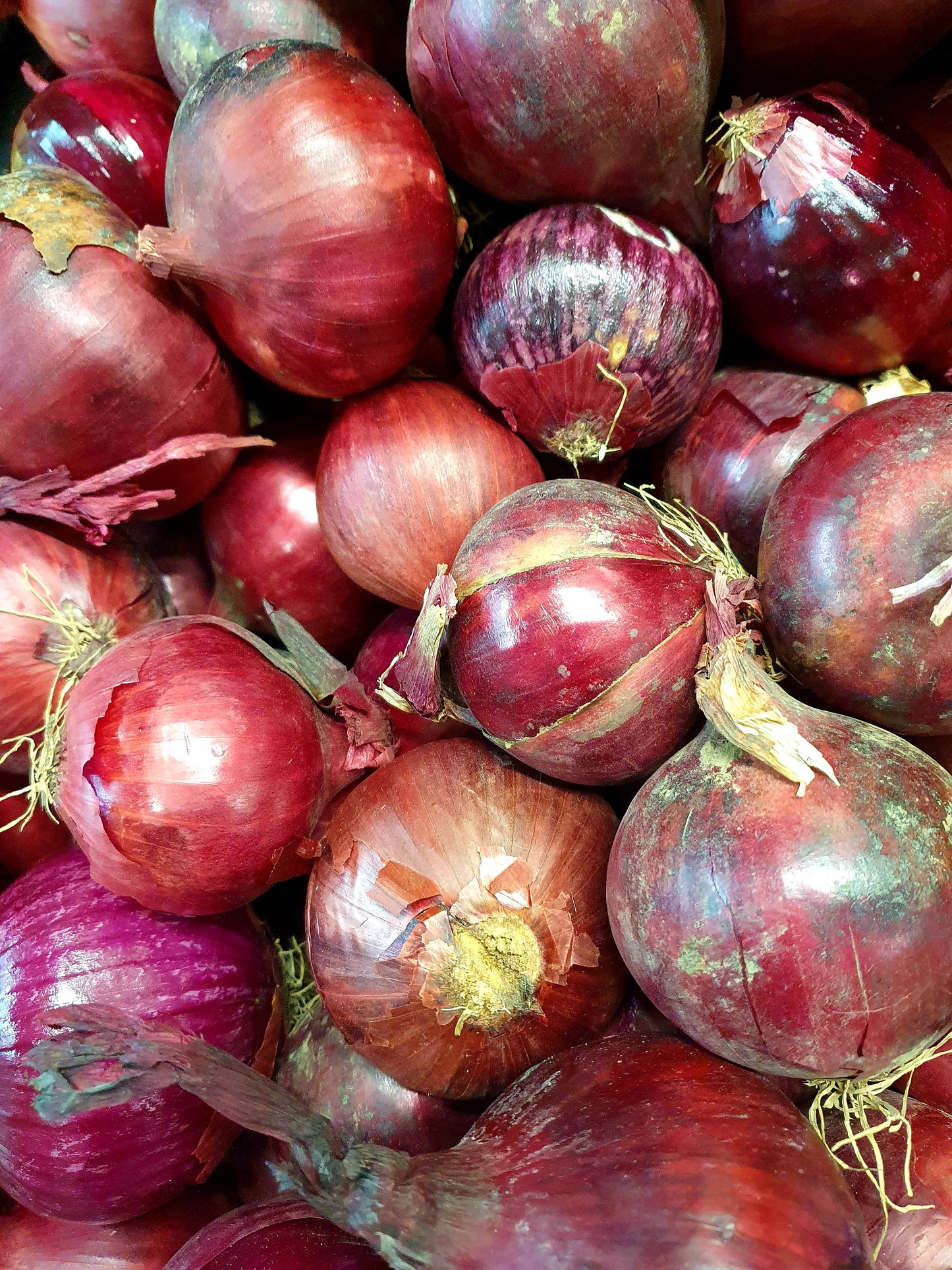 Red Onion