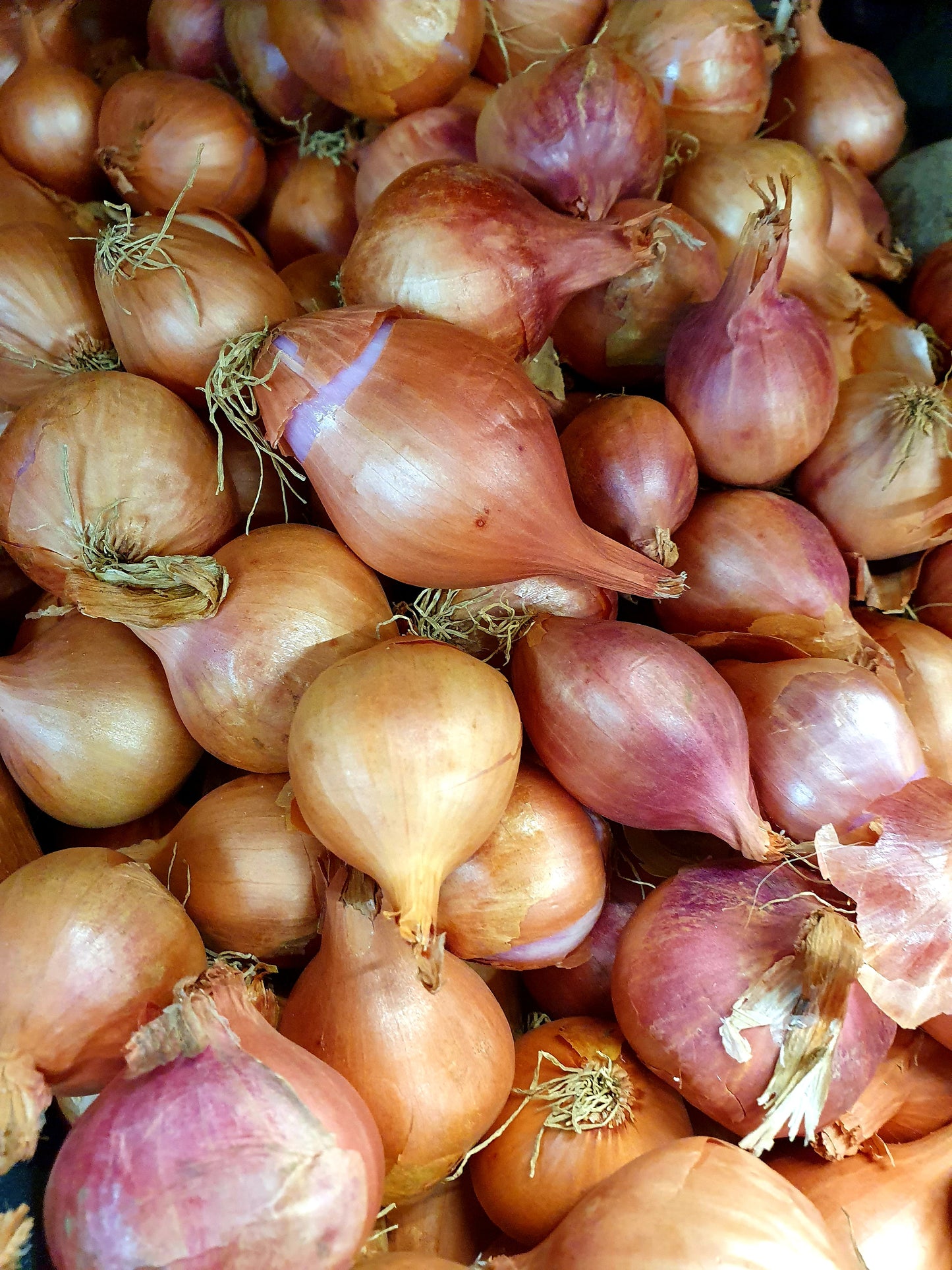 Round Shallot