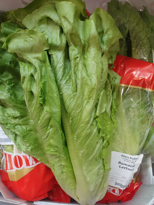 Romaine Lettuce