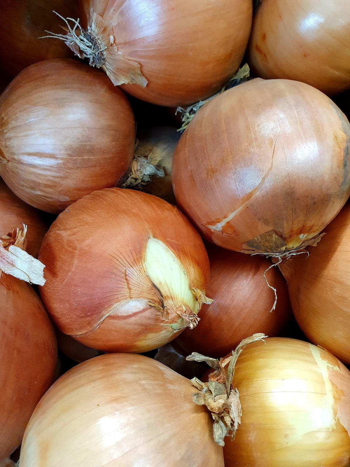 Spanish Onion