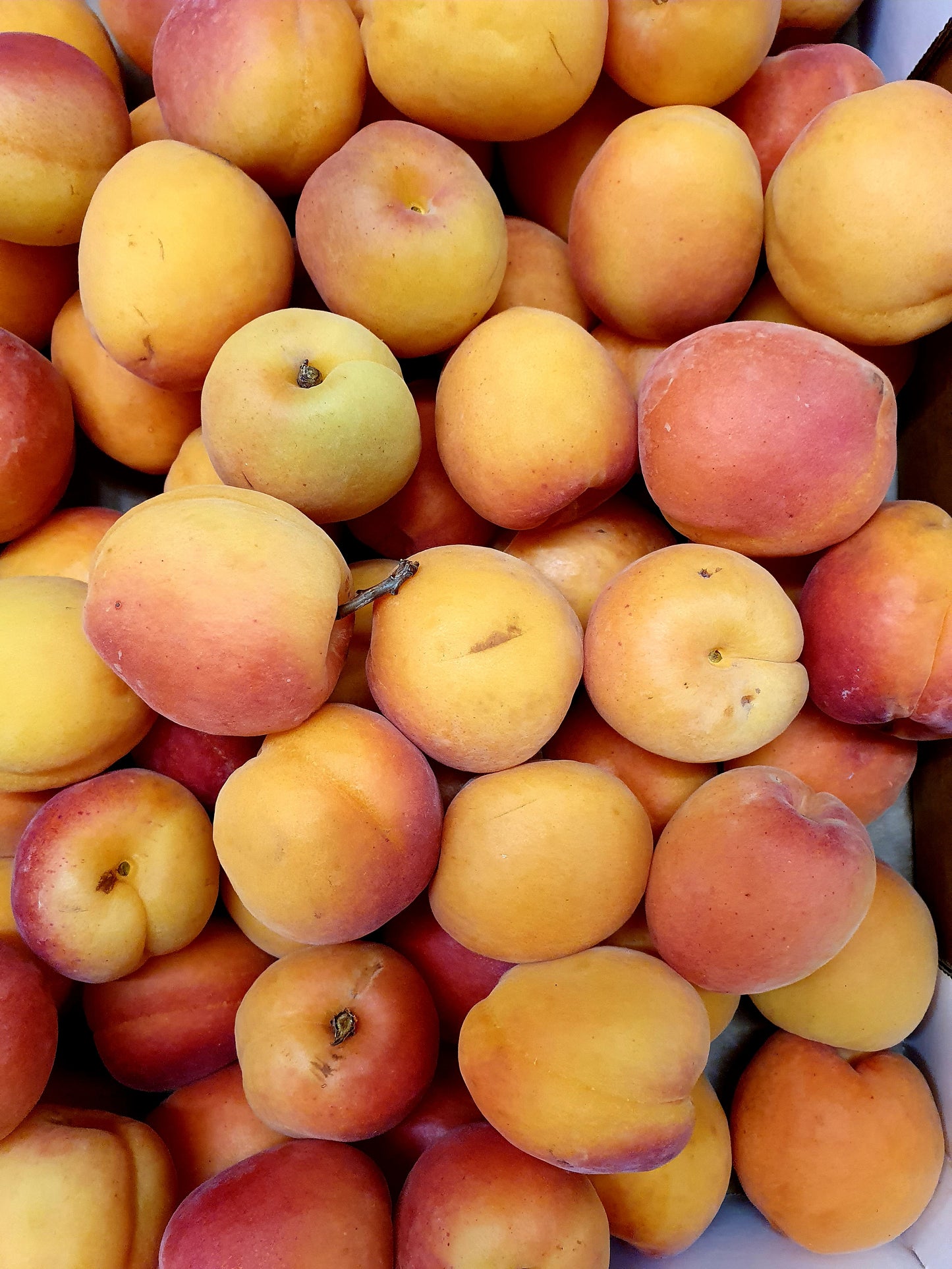 Apricots